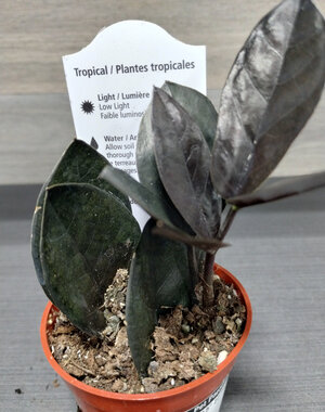  2.5" ZZ Plant- Oscuro Black