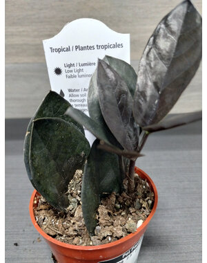  2.5" ZZ Plant- Oscuro Black