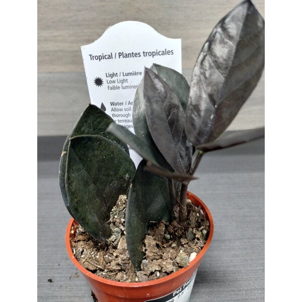 2.5" ZZ Plant- Oscuro Black