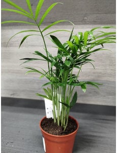  2.5" Parlour Palm