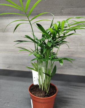  2.5" Parlour Palm