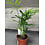 2.5" Parlour Palm