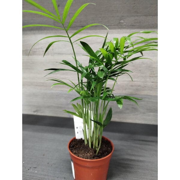 2.5" Parlour Palm