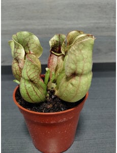  3.5" sarracinea - Trumpet PitcherPlant