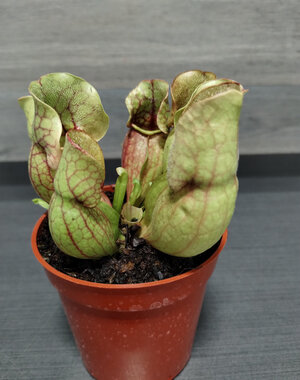  3.5" sarracinea - Trumpet PitcherPlant