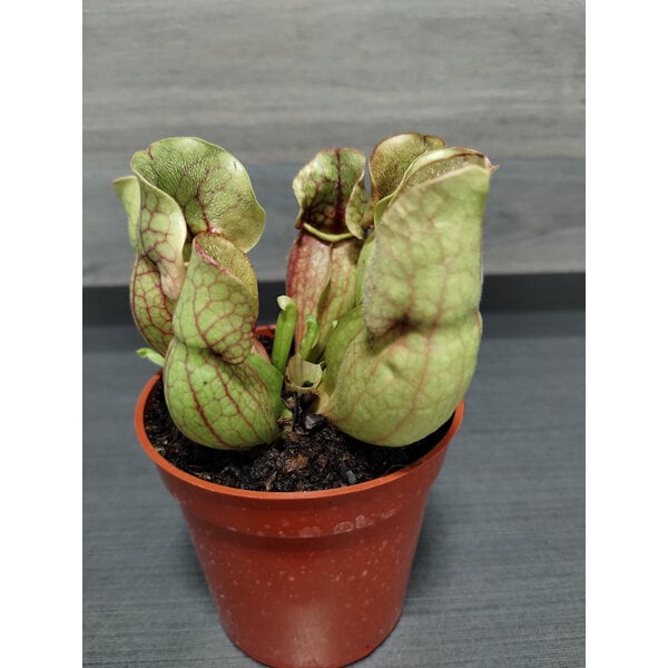 3.5" sarracinea - Trumpet PitcherPlant