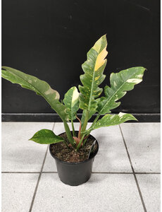  6" Philodendron Ring of Fire