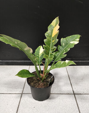  6" Philodendron Ring of Fire
