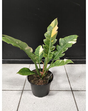  6" Philodendron Ring of Fire