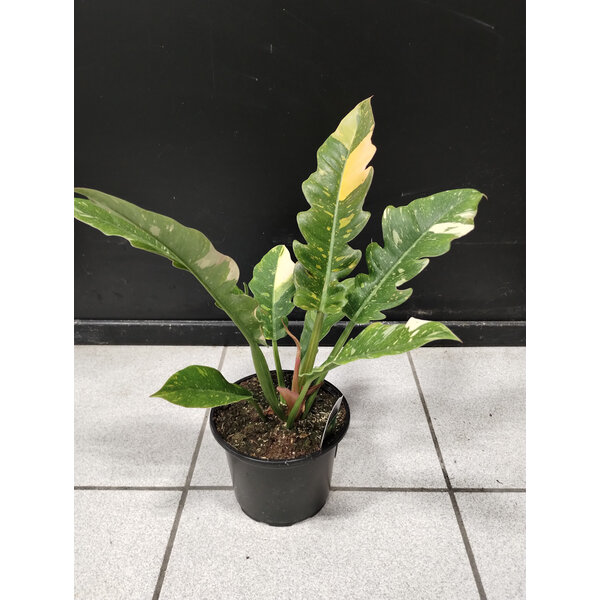 6" Philodendron Ring of Fire