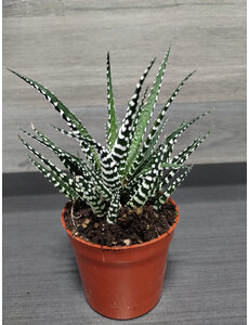  2.5" Assorted Haworthia