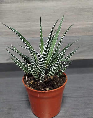  2.5" Assorted Haworthia