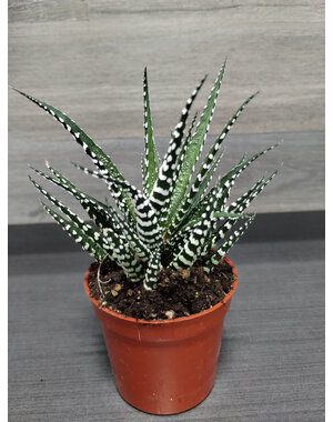  2.5" Assorted Haworthia