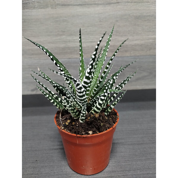 2.5" Assorted Haworthia