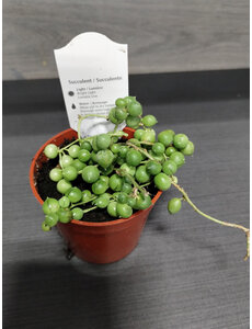  2.5" String Of Pearls