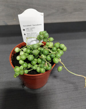  2.5" String Of Pearls