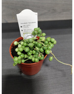  2.5" String Of Pearls