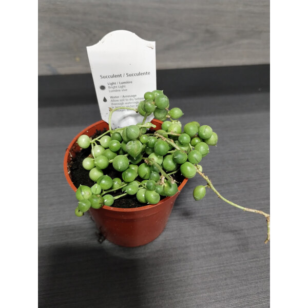 2.5" String Of Pearls