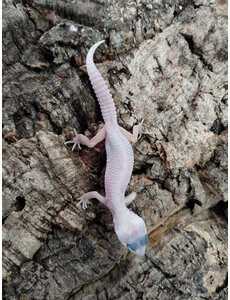  Mack Snow Blizzard Leopard Gecko
