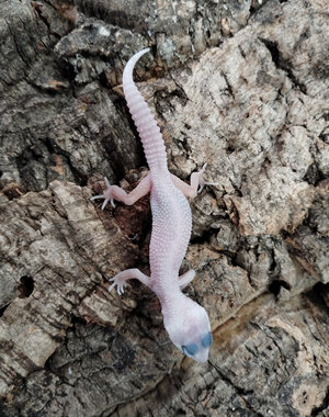  Mack Snow Blizzard Leopard Gecko