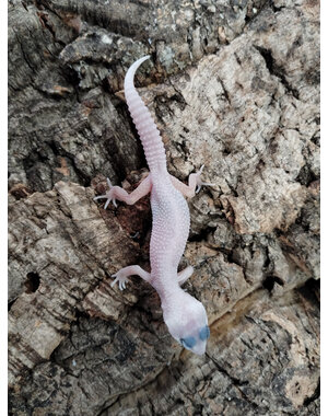  Mack Snow Blizzard Leopard Gecko