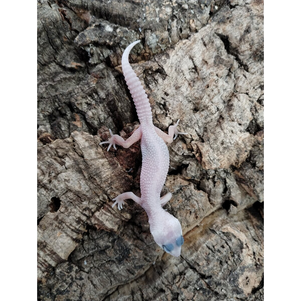 Mack Snow Blizzard Leopard Gecko