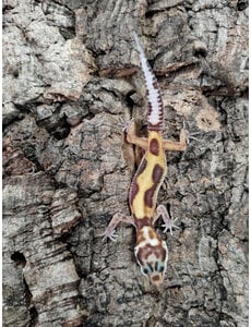  Albino Jungle Tangerine Leopard Gecko