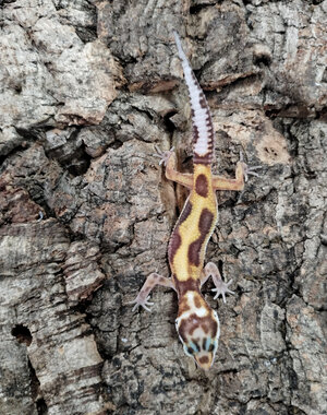  Albino Jungle Tangerine Leopard Gecko