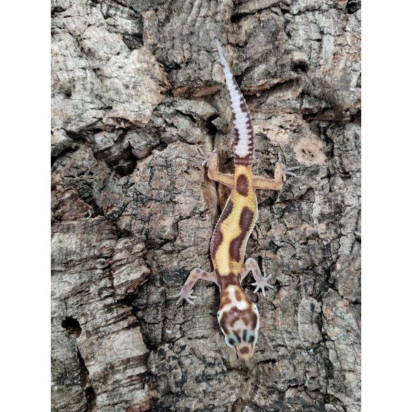 Albino Jungle Tangerine Leopard Gecko