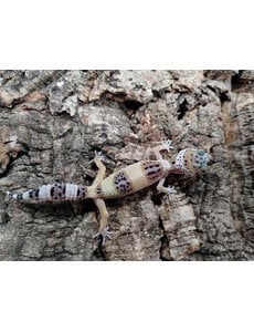  White & Yellow  Leopard Gecko