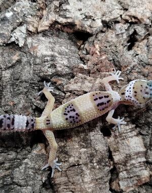  White & Yellow  Leopard Gecko