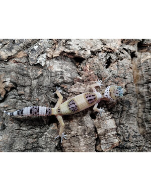  White & Yellow  Leopard Gecko
