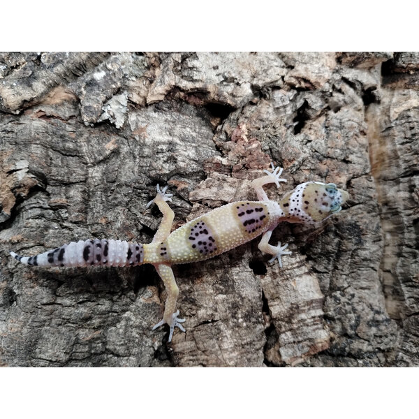 White & Yellow  Leopard Gecko