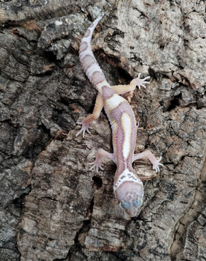  Albino Galaxy x Murphy Patternless Leopard Gecko