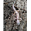 Albino Galaxy x Murphy Patternless Leopard Gecko