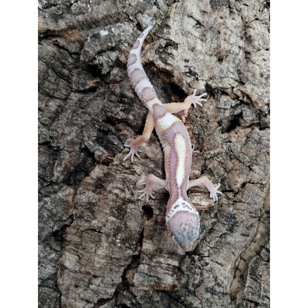 Albino Galaxy x Murphy Patternless Leopard Gecko