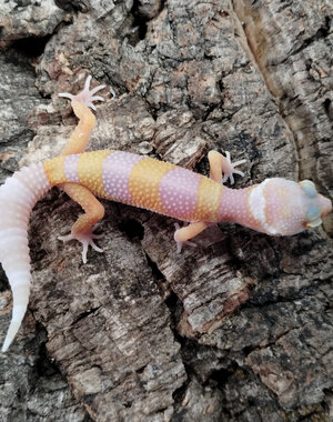  Bubblegum Leopard Gecko