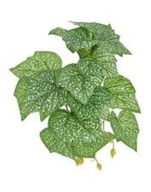 Komodo Products Komodo standing Spotted Pothos 5"
