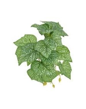 Komodo Products Komodo standing Spotted Pothos 5"