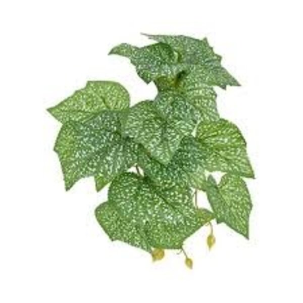 Komodo Products Komodo standing Spotted Pothos 5"