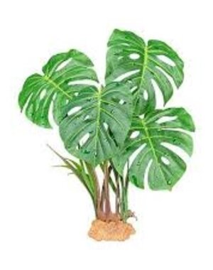 Komodo Products Komodo standing Monstera 10"