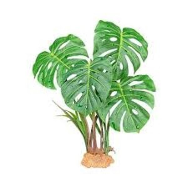Komodo Products Komodo standing Monstera 10"