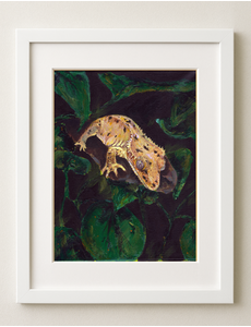  Crested Gecko Art Print