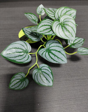 Komodo Products Komodo standing Zebra Plant 3.5"