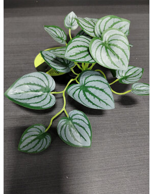 Komodo Products Komodo standing Zebra Plant 3.5"