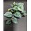 Komodo Products Komodo standing Zebra Plant 3.5"