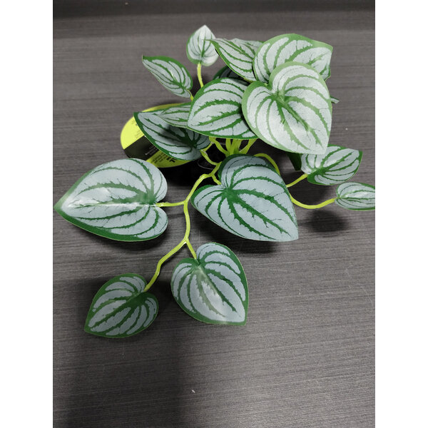Komodo Products Komodo standing Zebra Plant 3.5"