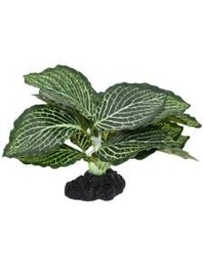 Komodo Products Komodo standing Vein Plant 4"