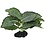 Komodo Products Komodo standing Vein Plant 4"