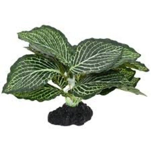 Komodo Products Komodo standing Vein Plant 4"
